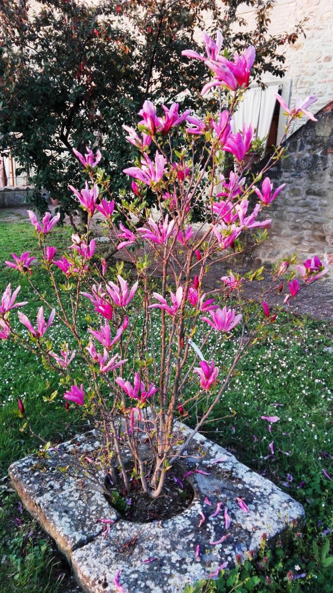Il Gelso Daire Cortona Dış mekan fotoğraf